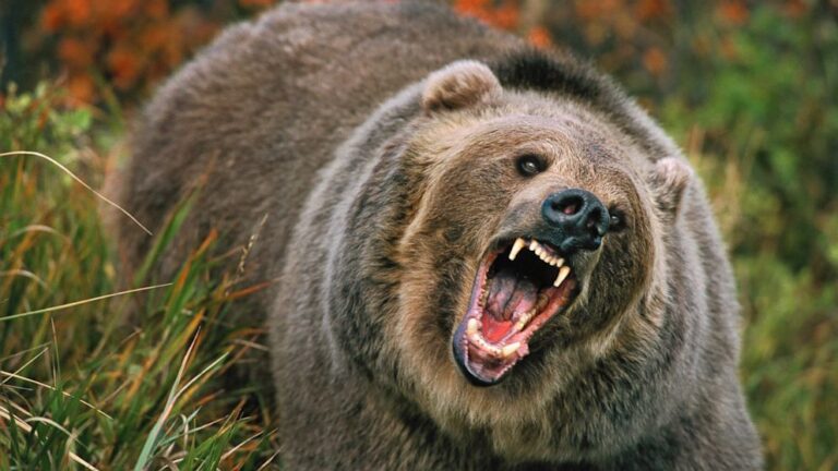Bear