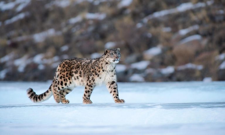 Snow leopard spotted in the Himalayan regions of Himachal Pradesh.